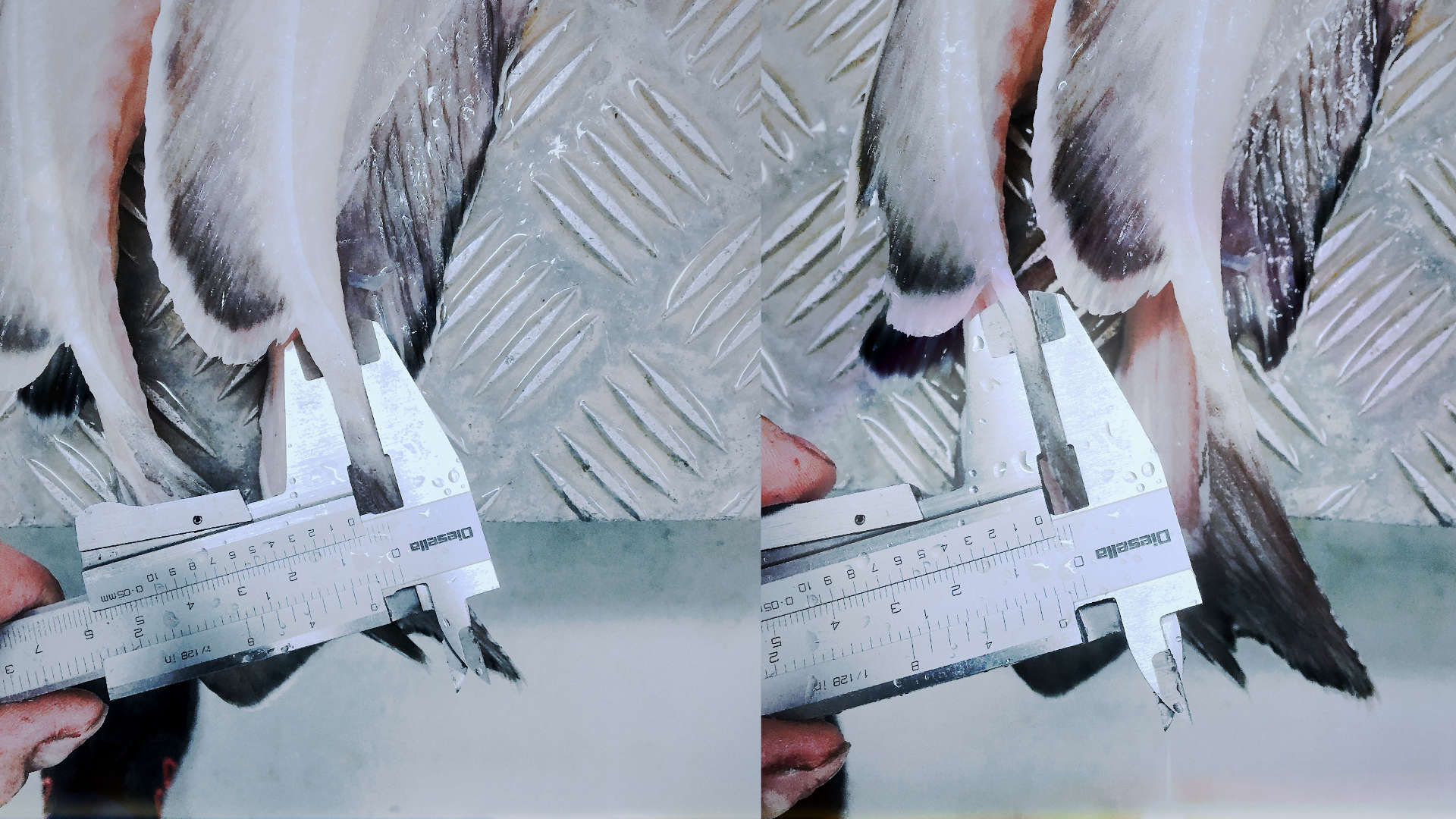 Comparision between a backbone from a machine with and without Opti-trim