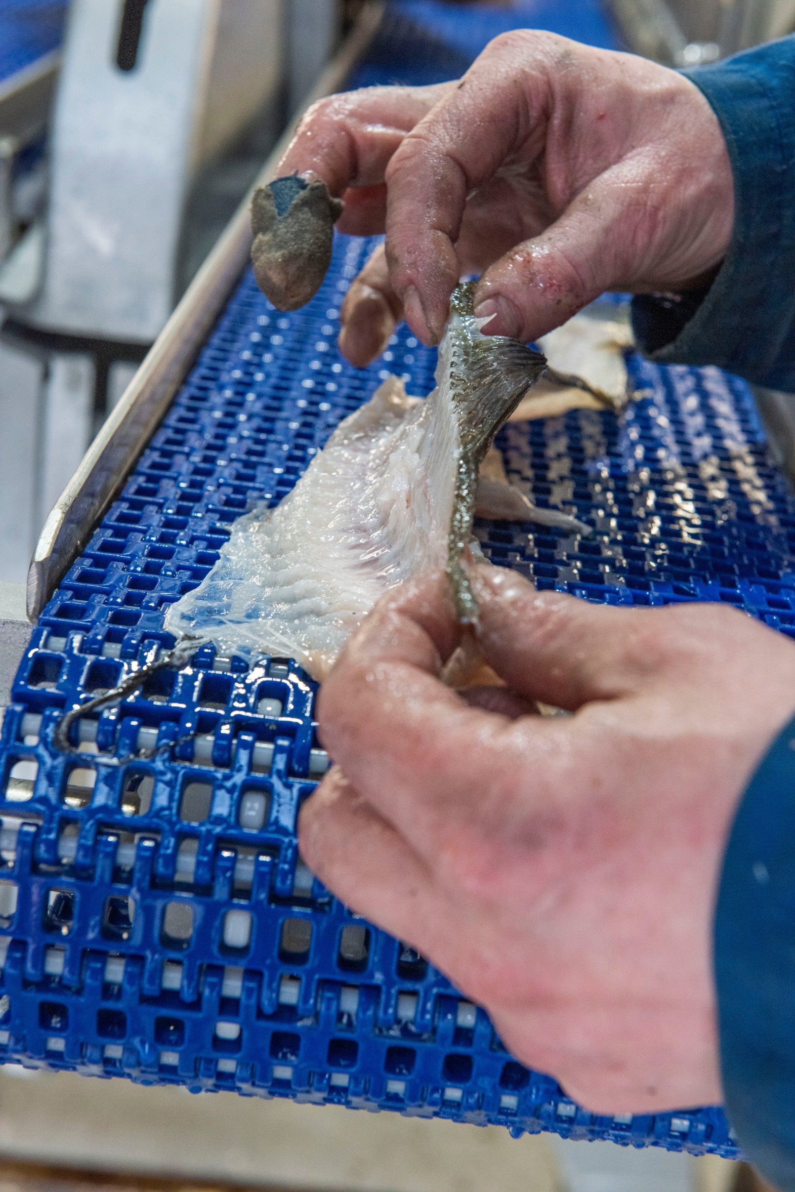 Íslenskt Sjávarfang, Baader 189_1 (1) Filleted fish from Baader 189